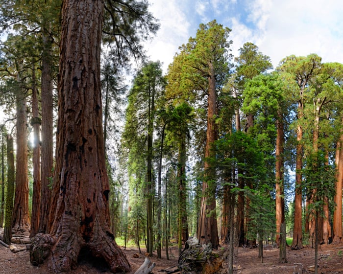 Thousands of illegal marijuana plants removed from California national park