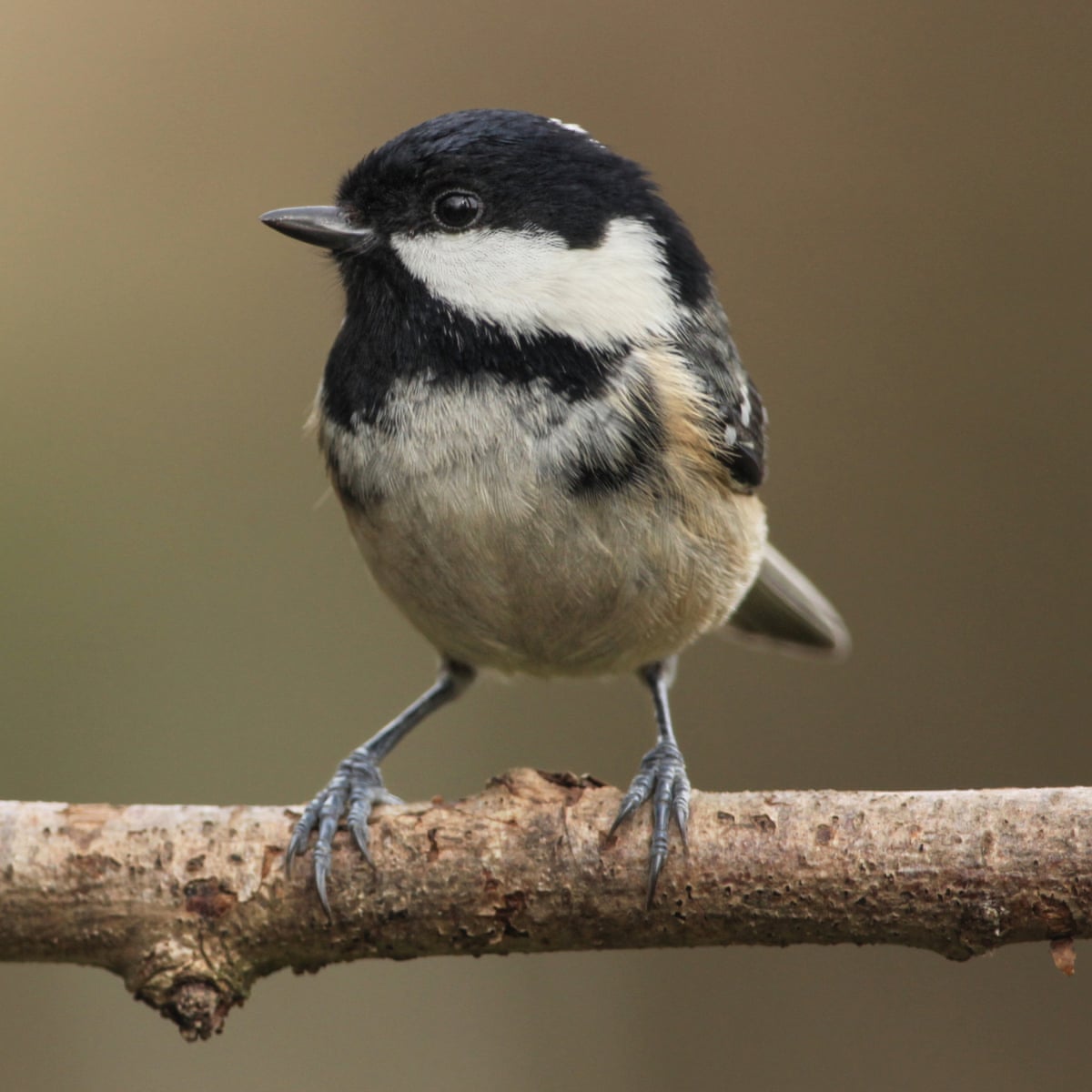 Small songbirds daily crossword