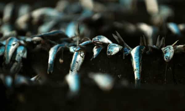 Anchovetas being processed at a fish meal factory in Lima, Peru.