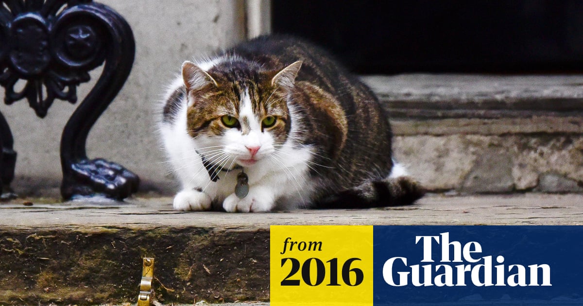 Larry The Cat Will Not Be Evicted From No 10 Cabinet Office