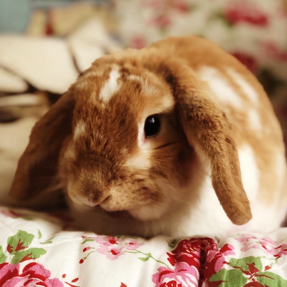 The pet I'll never forget: Tilly, the rabbit who taught us how to raise a family | Pets | The Guardian The pet I'll never forget: Tilly, the rabbit who taught us how to raise a family | Pets | The Guardian