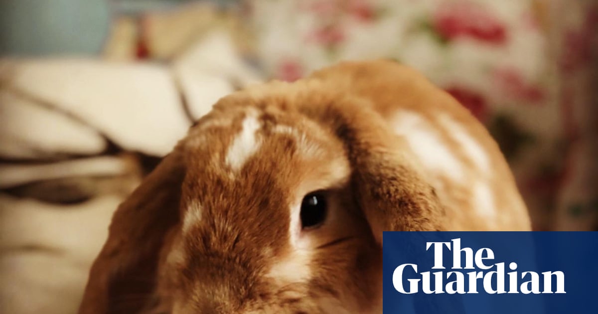 The pet I’ll never forget: Tilly, the rabbit who taught us how to raise a family