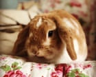 The pet I’ll never forget: Tilly, the rabbit who taught us how to raise a family