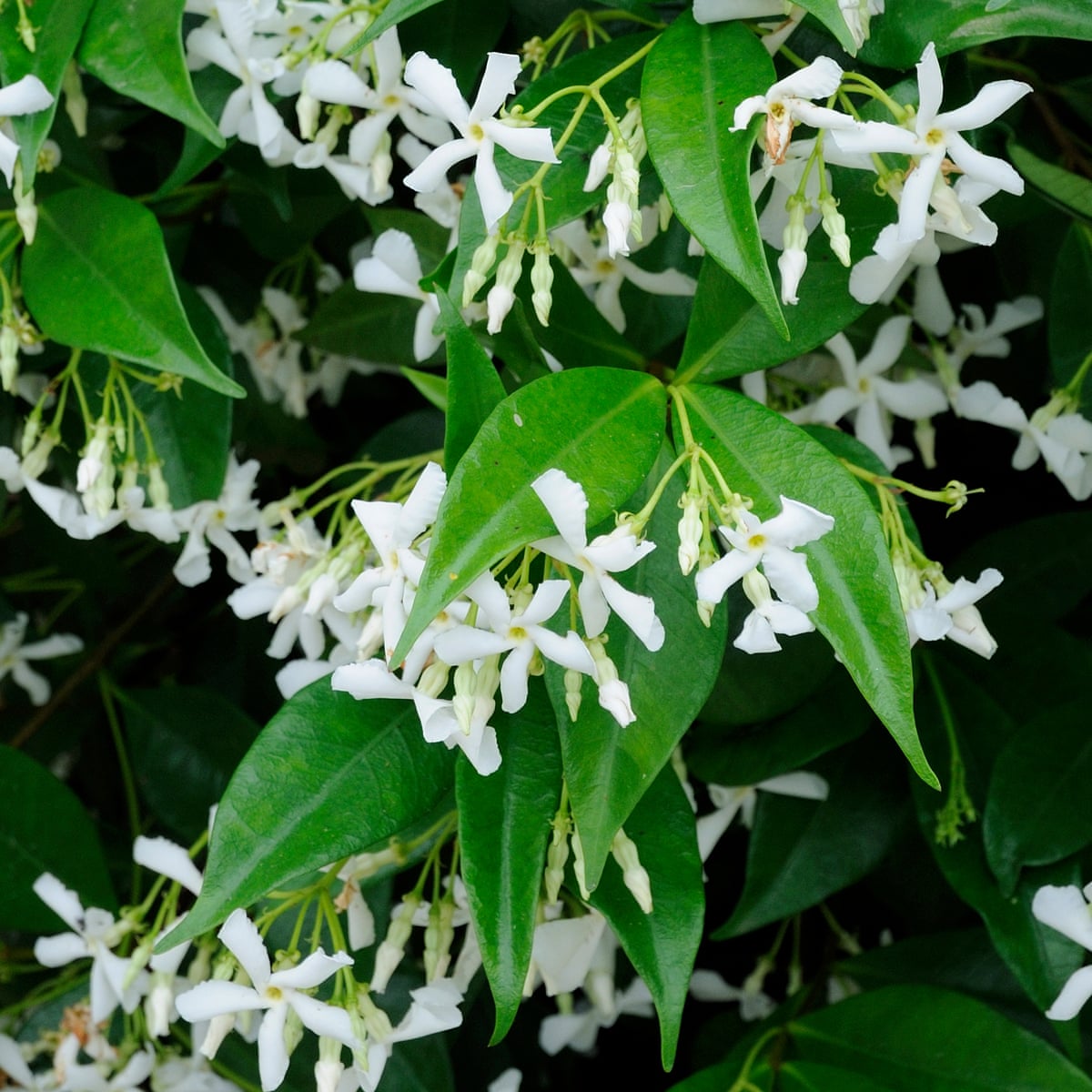 Take Time Out To Smell The Jasmine Life And Style The Guardian