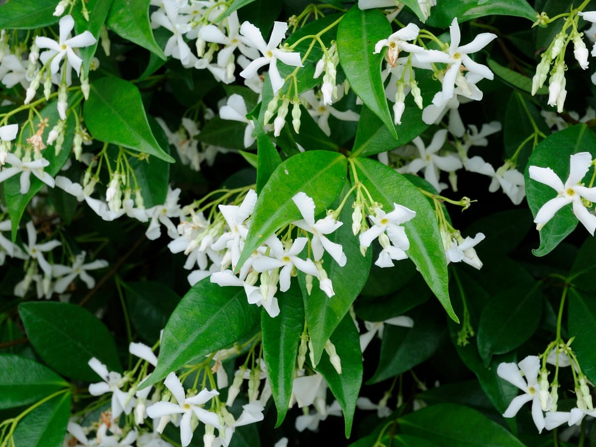 Take Time Out To Smell The Jasmine Gardening Advice The Guardian Take Time Out To Smell The Jasmine Gardening Advice The Guardian