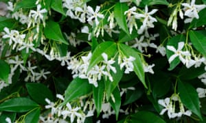 Take Time Out To Smell The Jasmine Life And Style The Guardian