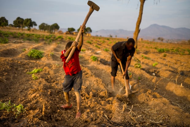 A child and adult working on a tobacco field in Malawi