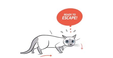 cat moving anxiously