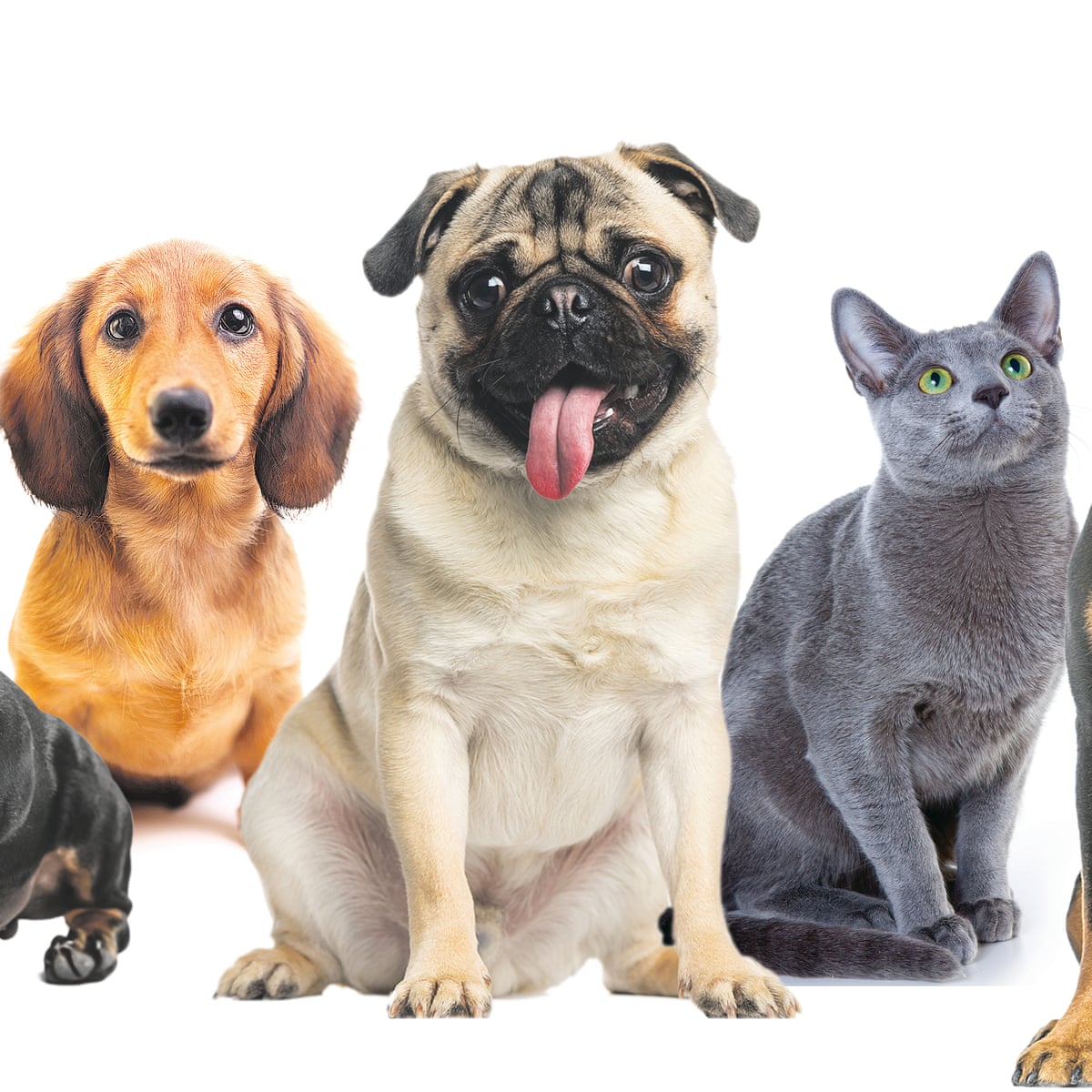 Love you to death: how we hurt the animals we cherish | Pets | The ...