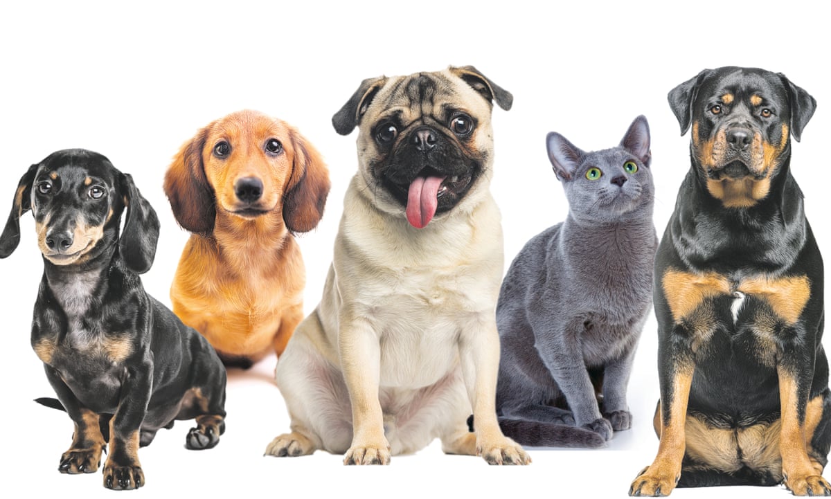 Love you to death: how we hurt the animals we cherish | Pets | The ...