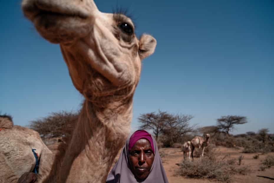 Hinba Elmi with her camels in Kabada Buri village.