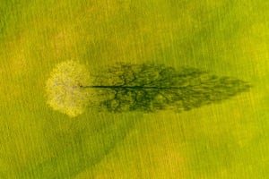 Spring Maple Tree Shadow, Weybridge, Vermont