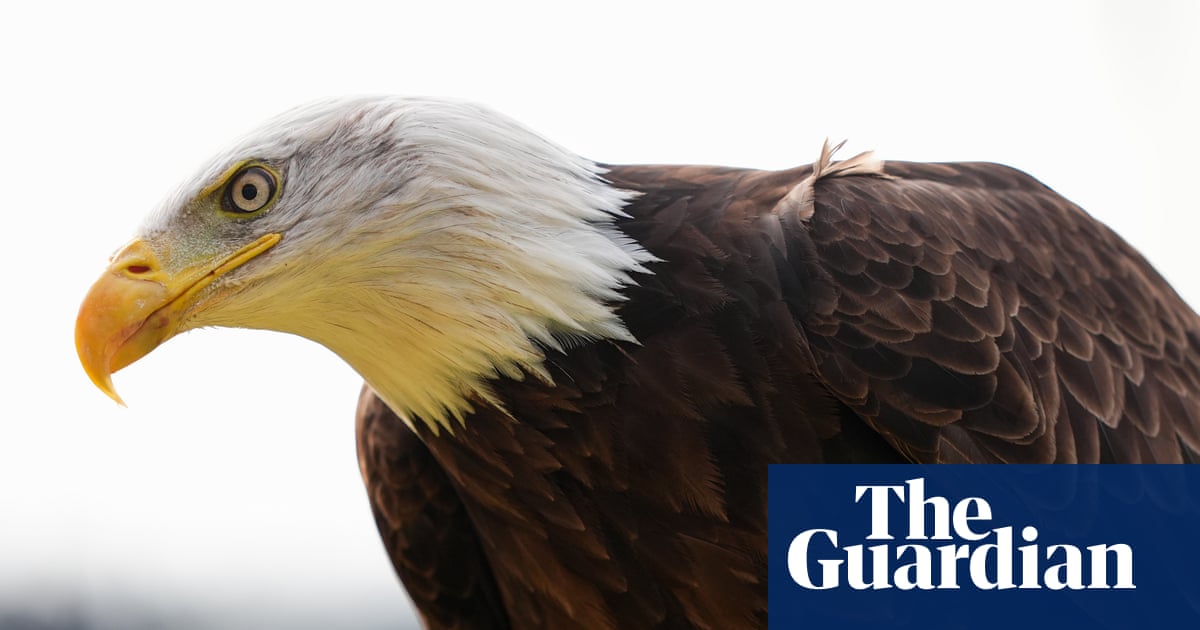 Canada saved the bald eagle from near extinction in the US – does the White House know?