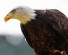 Canada saved the bald eagle from near extinction in the US – does the White House know?