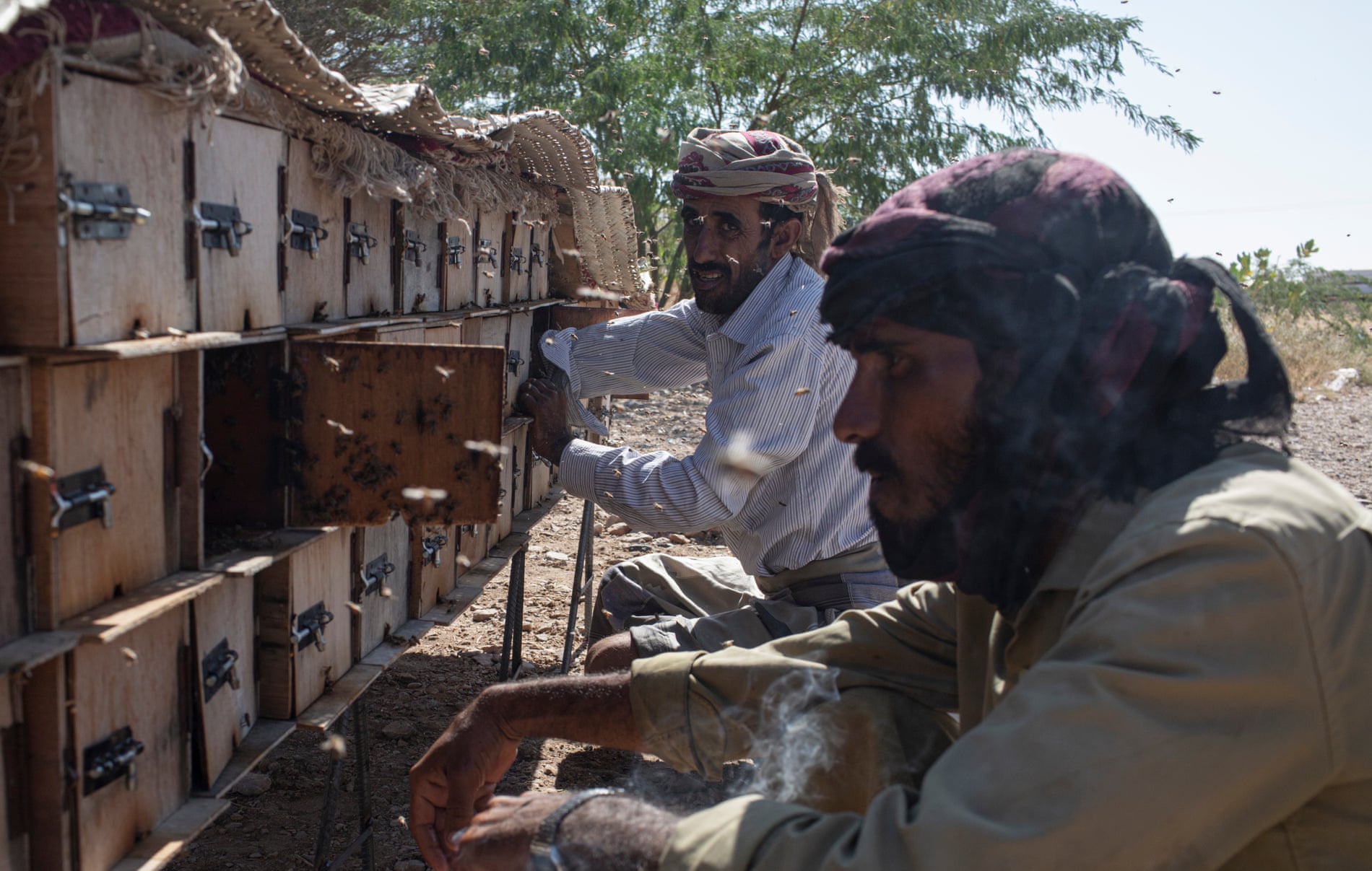 Beekeepers collect honey comb from hives just outside Ataq, Shabwah governorate, Yemen.