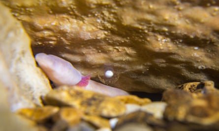 A mother olm guarding her egg