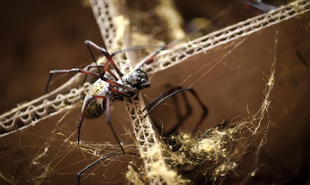 Spiders silk ds2 ✔ How to get Spider Silk in Cult of the Lam Spiders silk ds2 - 🧡 Page 65 web spider 1080P, 2K, 4K, 5K HD wallpapers fr...