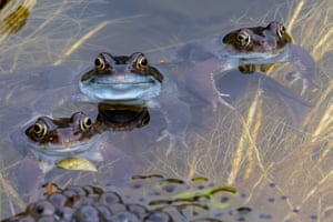 Sapos e rãs desovam, alguns dos primeiros da temporada, em Buckfast Abbey, Devon, Reino Unido