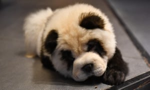Berlin Zoo Celebrates Rare Birth Of Panda Twins World News The
