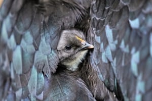A new born chick looks out of the feathers of its mother in Wehrheim near Frankfurt, Germany,