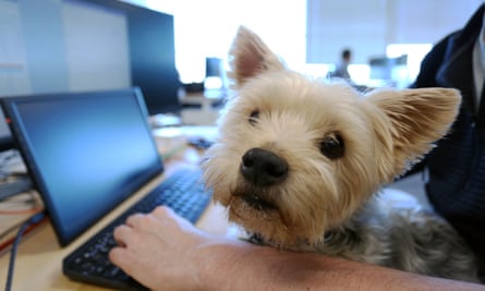 dog sits on lap while person is at desk