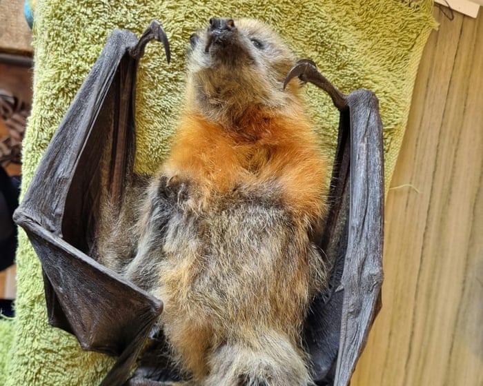Flying foxes in NSW and Victoria face mass starvation amid food shortages