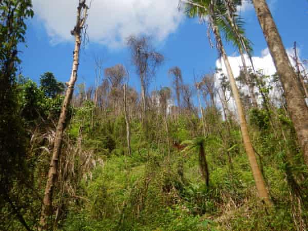 World Heritage Queensland Rainforest Burned For 10 Days And Almost No One Noticed Australia News The Guardian