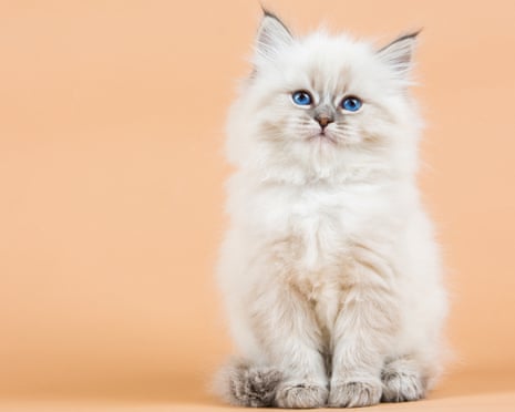 Portrait of Siberian kitten on a beige background, studio shoot