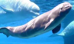 A male beluga whale at Marineland.