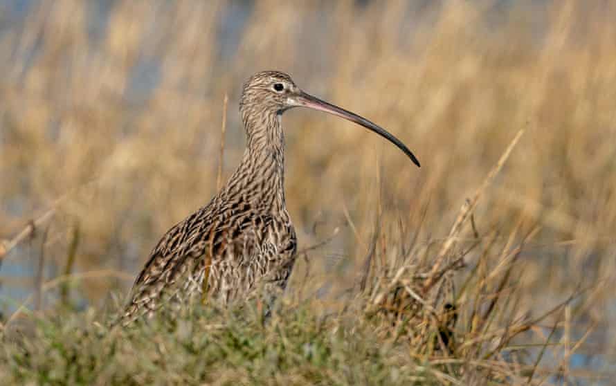 A curlew at RSPB Medmerry, West Sussex, on 5 March.
