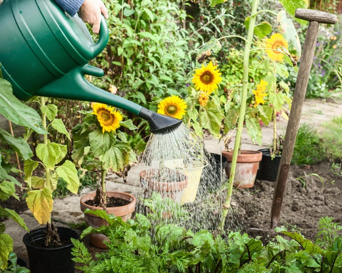 How can I water my garden in a hosepipe ban and will there be drought this summer?