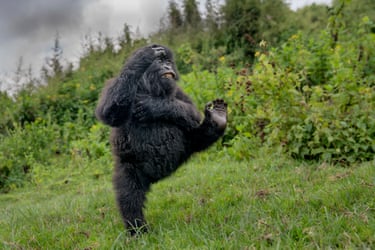 A gorilla stands on one leg as its kicks its other in the air while playing