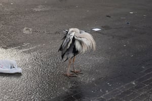 Heron on the street