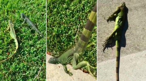 Can Iguanas Survive Cold Weather? Essential Survival Facts Revealed