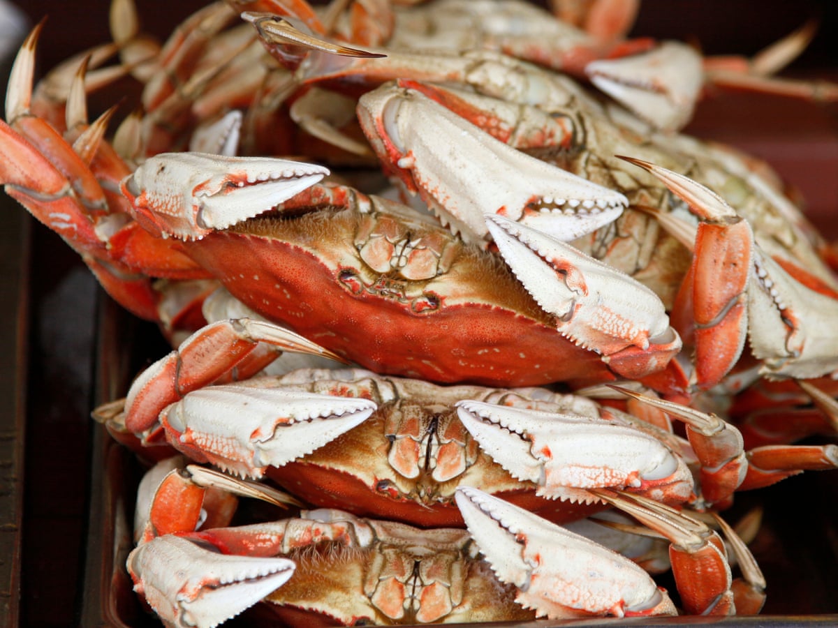 Claws Out Crab Fishermen Sue 30 Oil Firms Over Climate Change California The Guardian Claws Out Crab Fishermen Sue 30 Oil Firms Over Climate Change California The Guardian