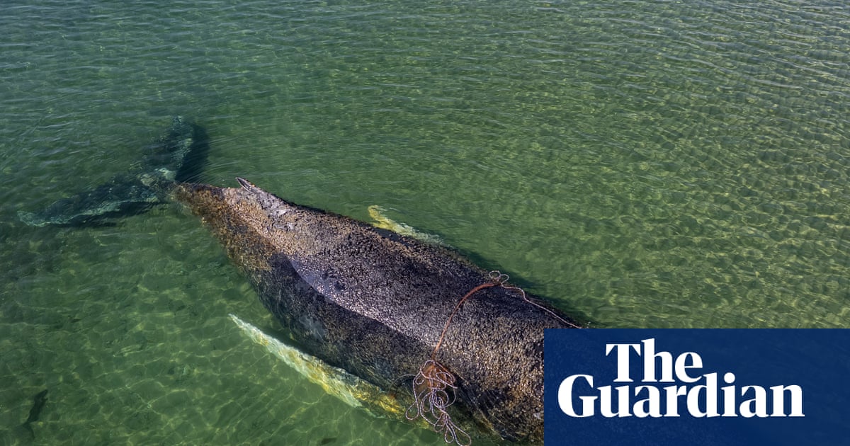 Millionaires fund last-ditch attempt to save humpback whale stranded in Germany