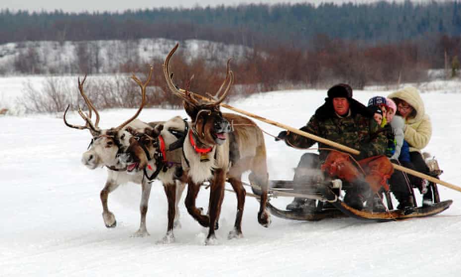Reindeer pull tourists in Murmansk, Russia