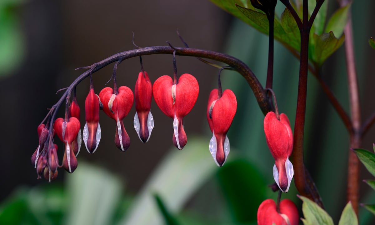 Plant of the week: bleeding heart | Gardens | The Guardian