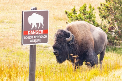 a bison stands next to a sign that says "danger do not approach wildlife" under an image of a bison