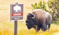 a bison stands next to a sign that says "danger do not approach wildlife" under an image of a bison
