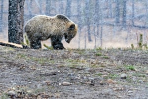 A juvenile grizzly bear in Yellowstone national park, US