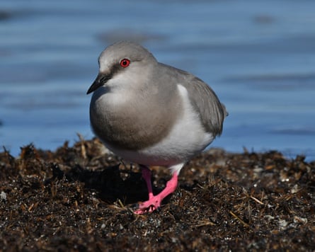 A pigeon-like bird by water