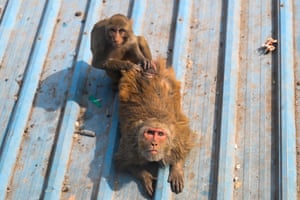 Monkeys relax on a roof under the sun on a cold winter morning in New Delhi, India