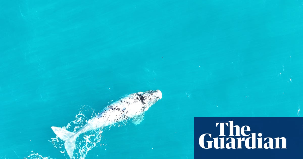 Climate crisis linked to fall in southern right whale birth rates as researchers raise ‘warning signal’