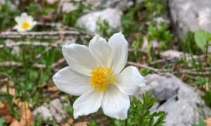 Pulsatilla alpina, the alpine anemone.