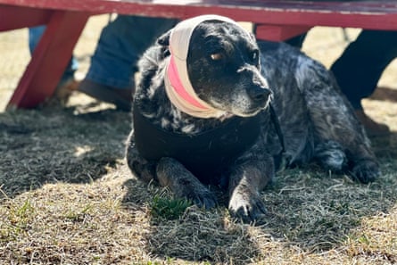a dog with a bandaged head rests on grass near a picnic table