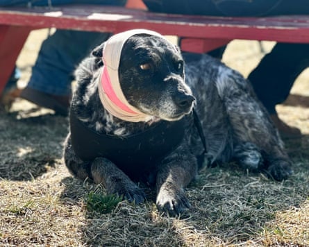 Honey Martinez, the ‘bear slayer’.