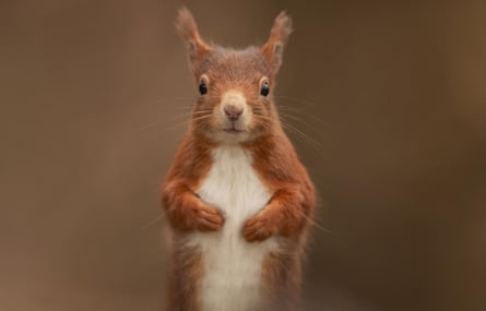 Britain’s red squirrel is distinctive for the colour of its fur and its tufted ears.