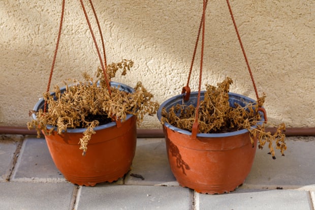 Dead flowers in a brown pots outdoors