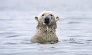 polar bear